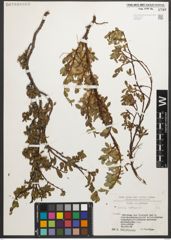 Foto von Salix retusa L.